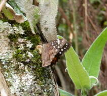 Image of Paralethe dendrophilus albina van Son 1955