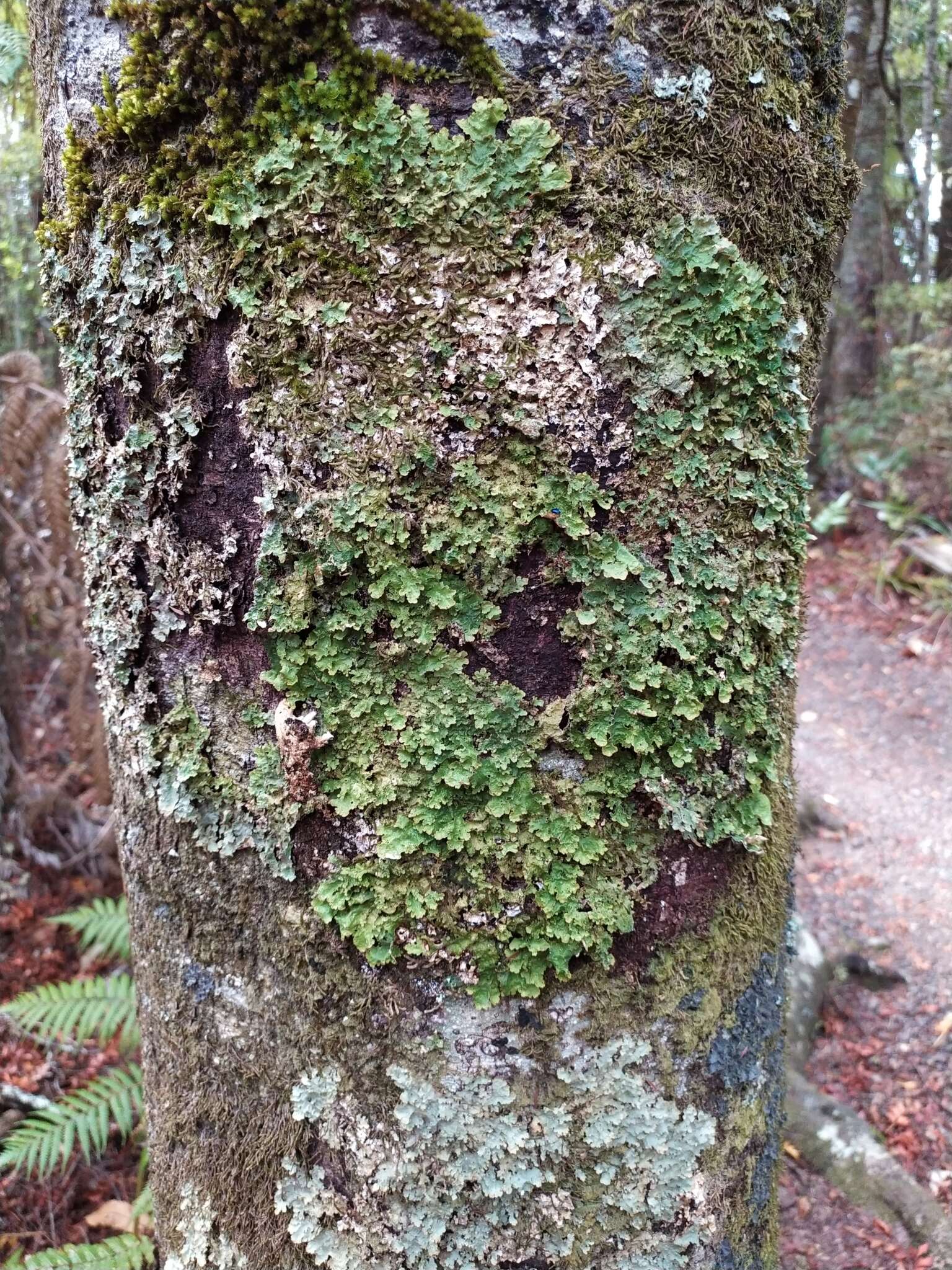 Image of <i>Pseudocyphellaria montagnei</i> (C. Bab.) D. J. Galloway & P. James