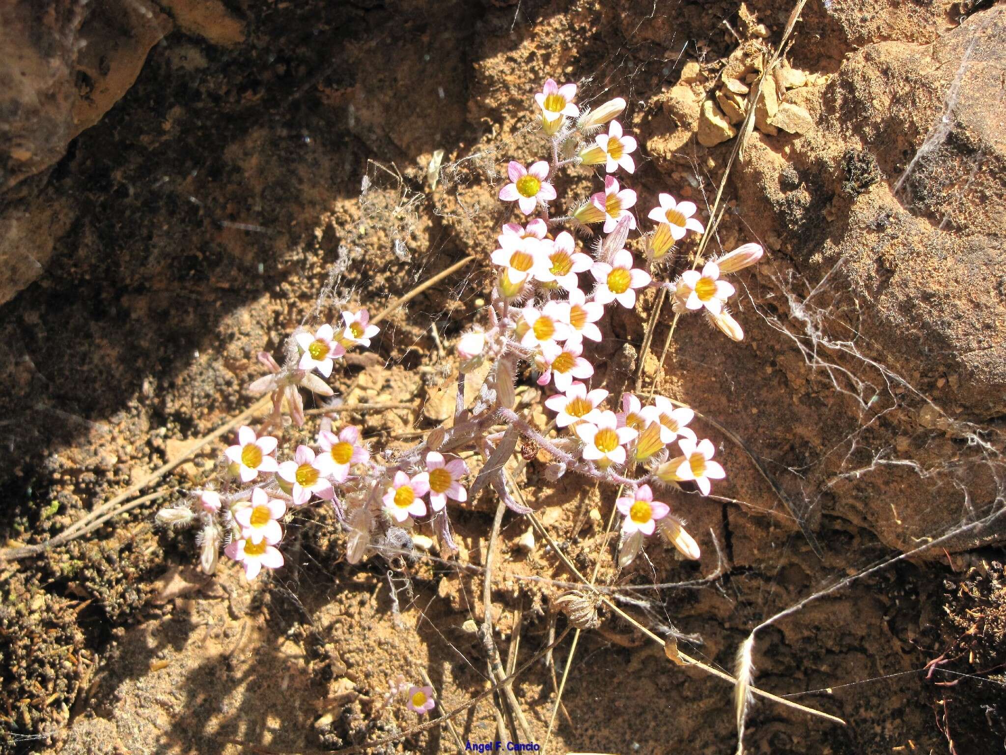 Image of Sedum mucizonia