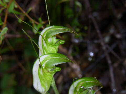 Image of Blunt-tongue greenhood