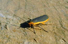 Image of common footman