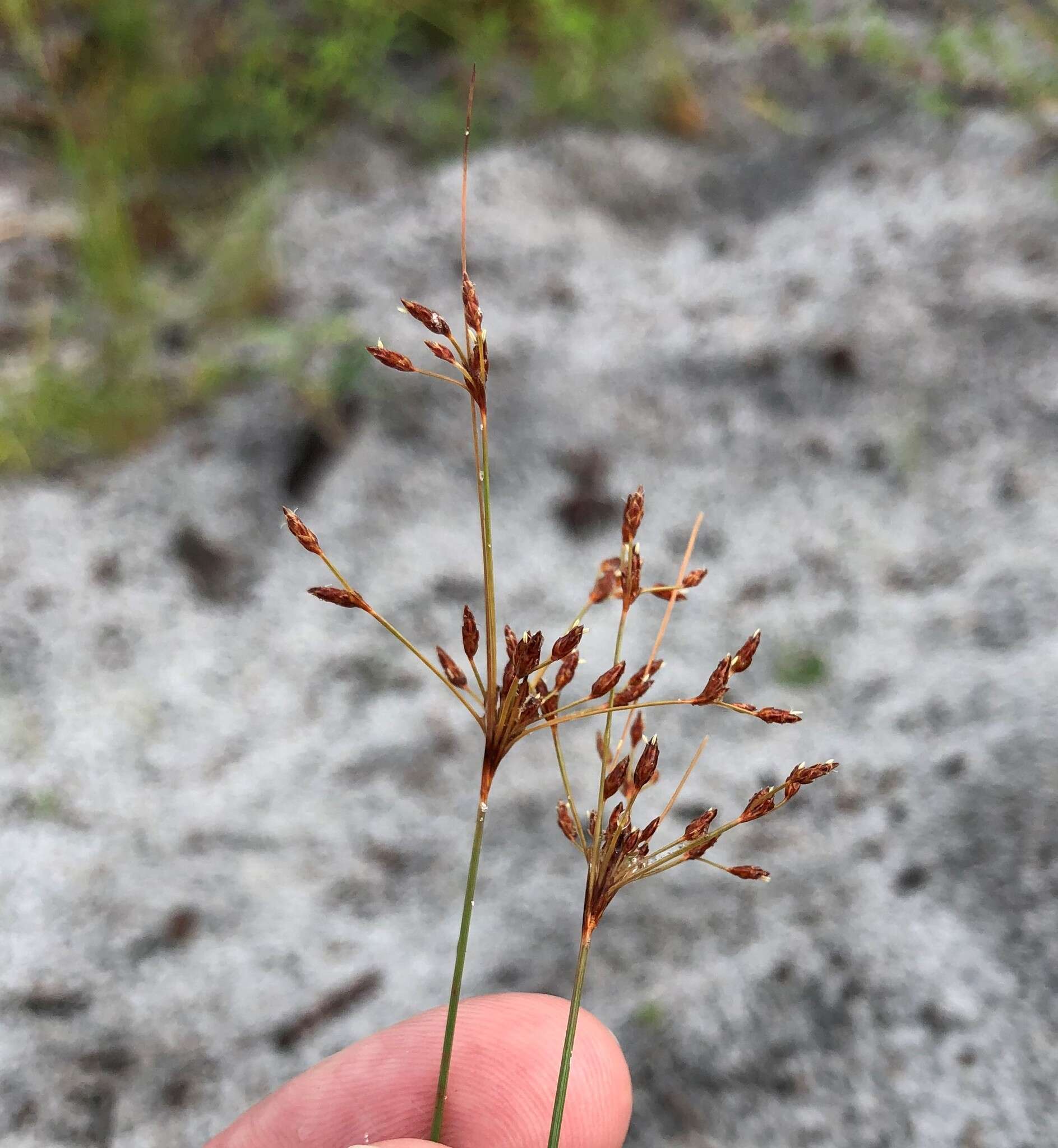 Слика од Bulbostylis ciliatifolia var. coarctata (Elliott) Kral