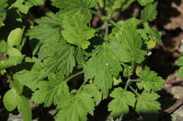 Imagem de Artemisia argyi H. Lév. & Vaniot