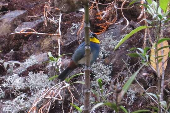 Image of Purplish-mantled Tanager