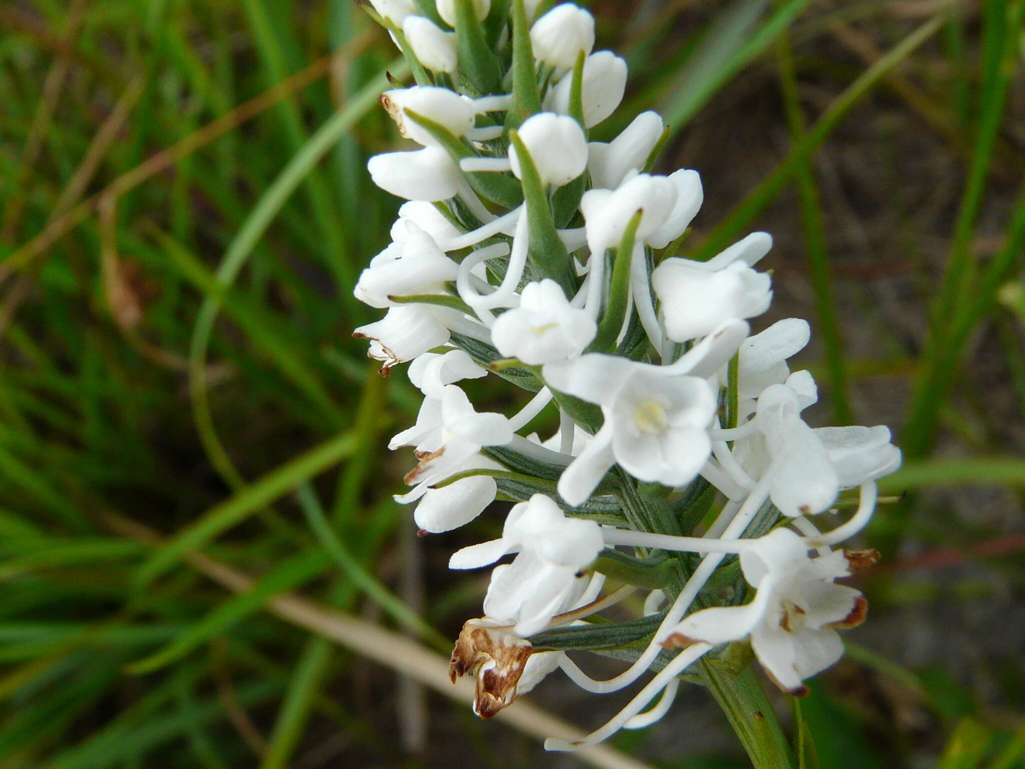 Image de Platanthera nivea (Nutt.) Luer