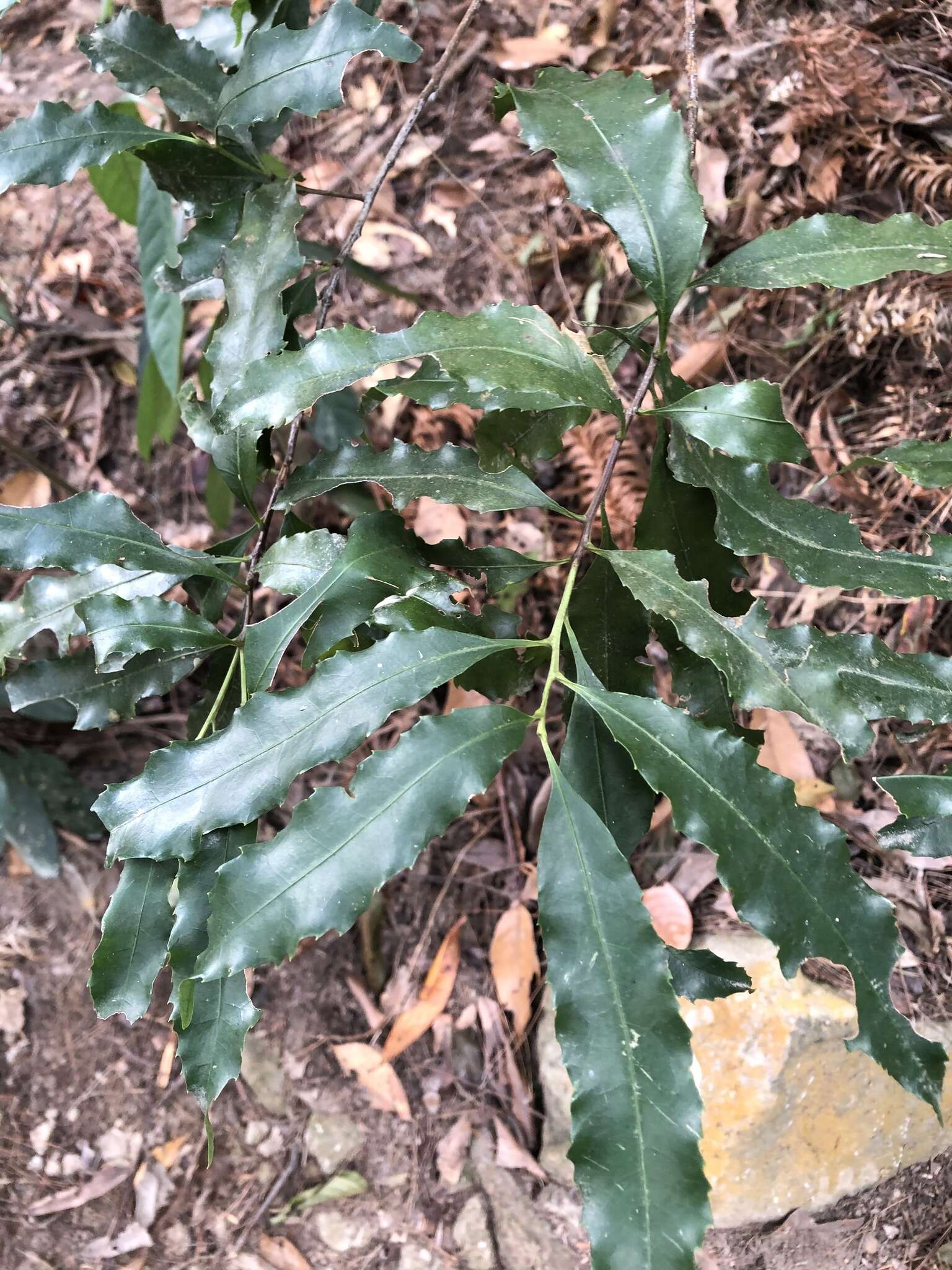 Image de Helicia cochinchinensis Lour.