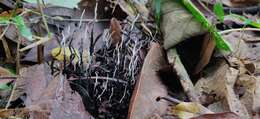 صورة Xylaria culleniae Berk. & Broome 1873