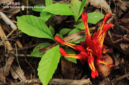 Image de Etlingera coccinea (Blume) S. Sakai & Nagam.