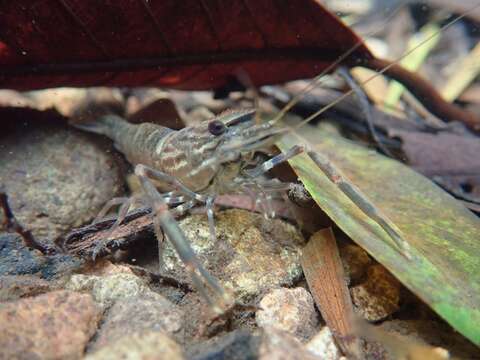 Image de Macrobrachium laevis