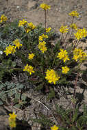 Image of Tweedy's ivesia