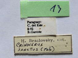 Image of Crinocerus sanctus (Fabricius 1775)