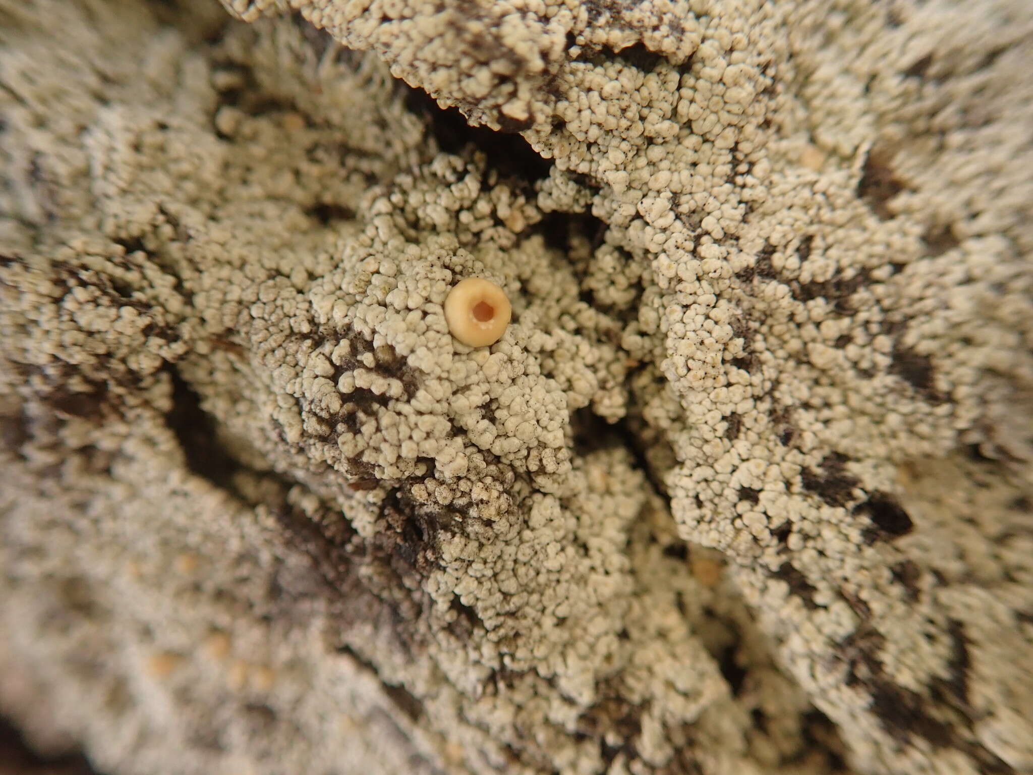 Image of Oregon crabseye lichen