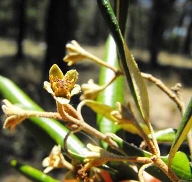 Image of Ricinocarpos ledifolius F. Muell.