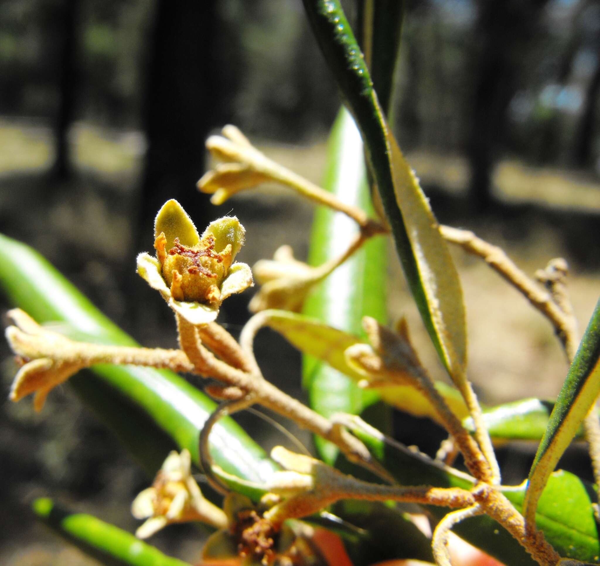 Image de Ricinocarpos ledifolius F. Muell.