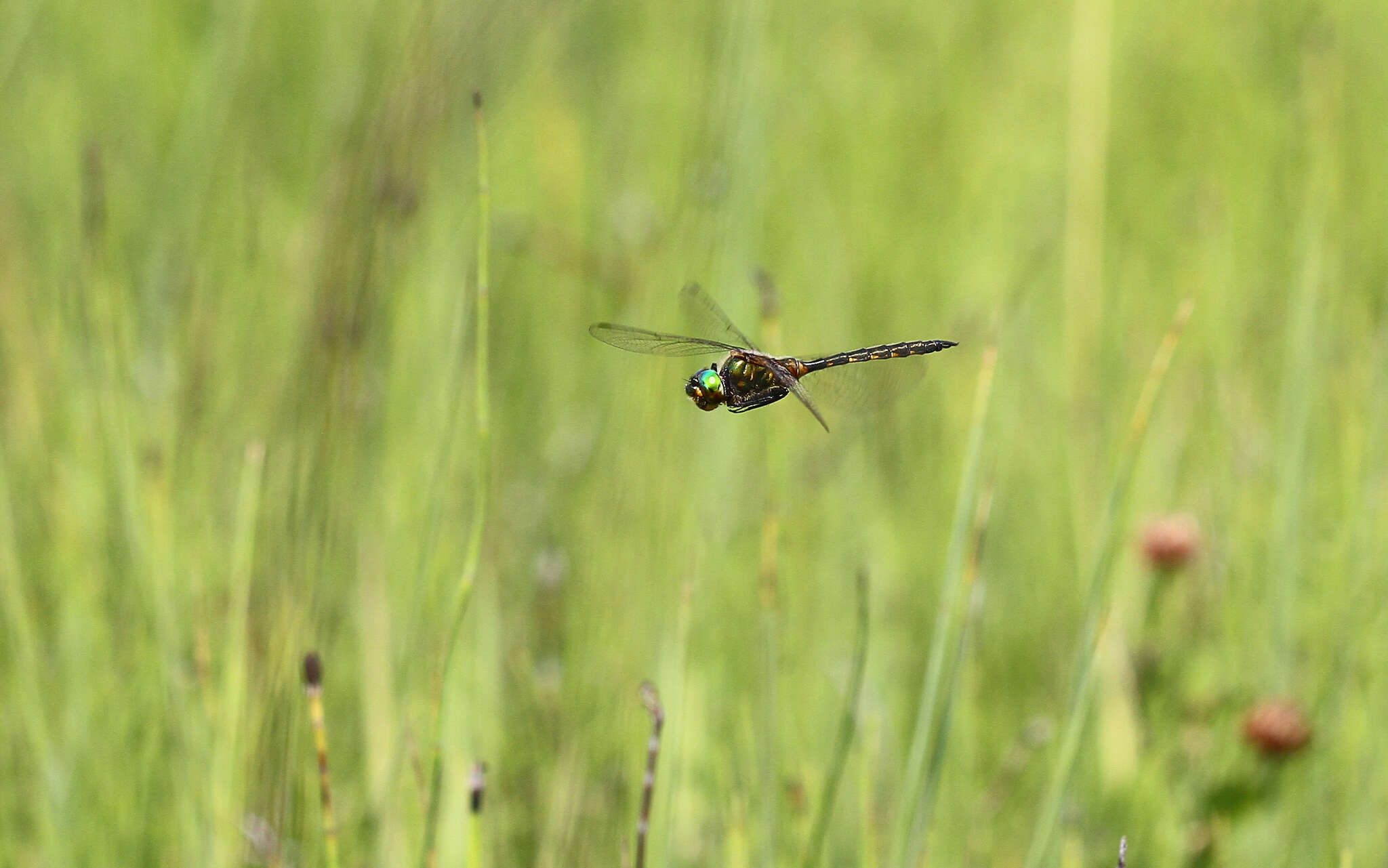 صورة Somatochlora flavomaculata (Vander Linden 1825)