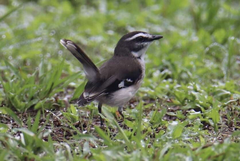 Image of White-browed Robin