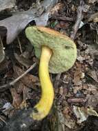 Image of Aureoboletus roxanae (Frost) Klofac 2010