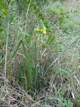 Image of Bulbine lagopus (Thunb.) N. E. Br.