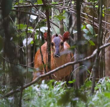 Image of East African Red Duiker