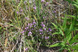 Thymus sergievskajae Karav. resmi