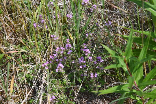 Image of Thymus sergievskajae Karav.