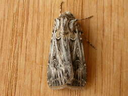 Image of Agrotis radians Guenée 1852