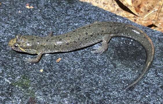 Image of Flat-headed Salamander