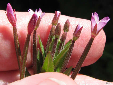 Image of fringed willowherb