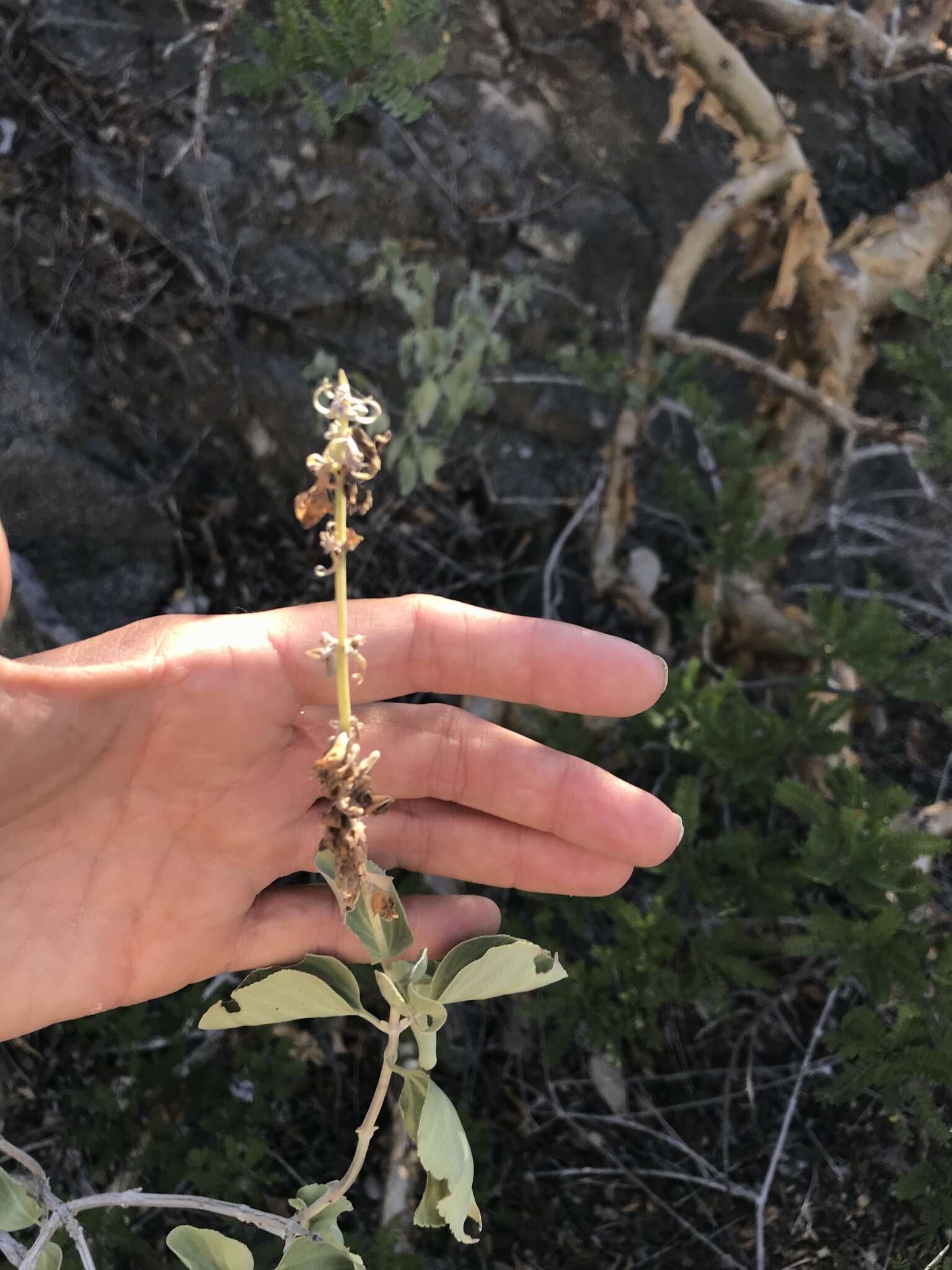 Image of Salvia platycheila A. Gray