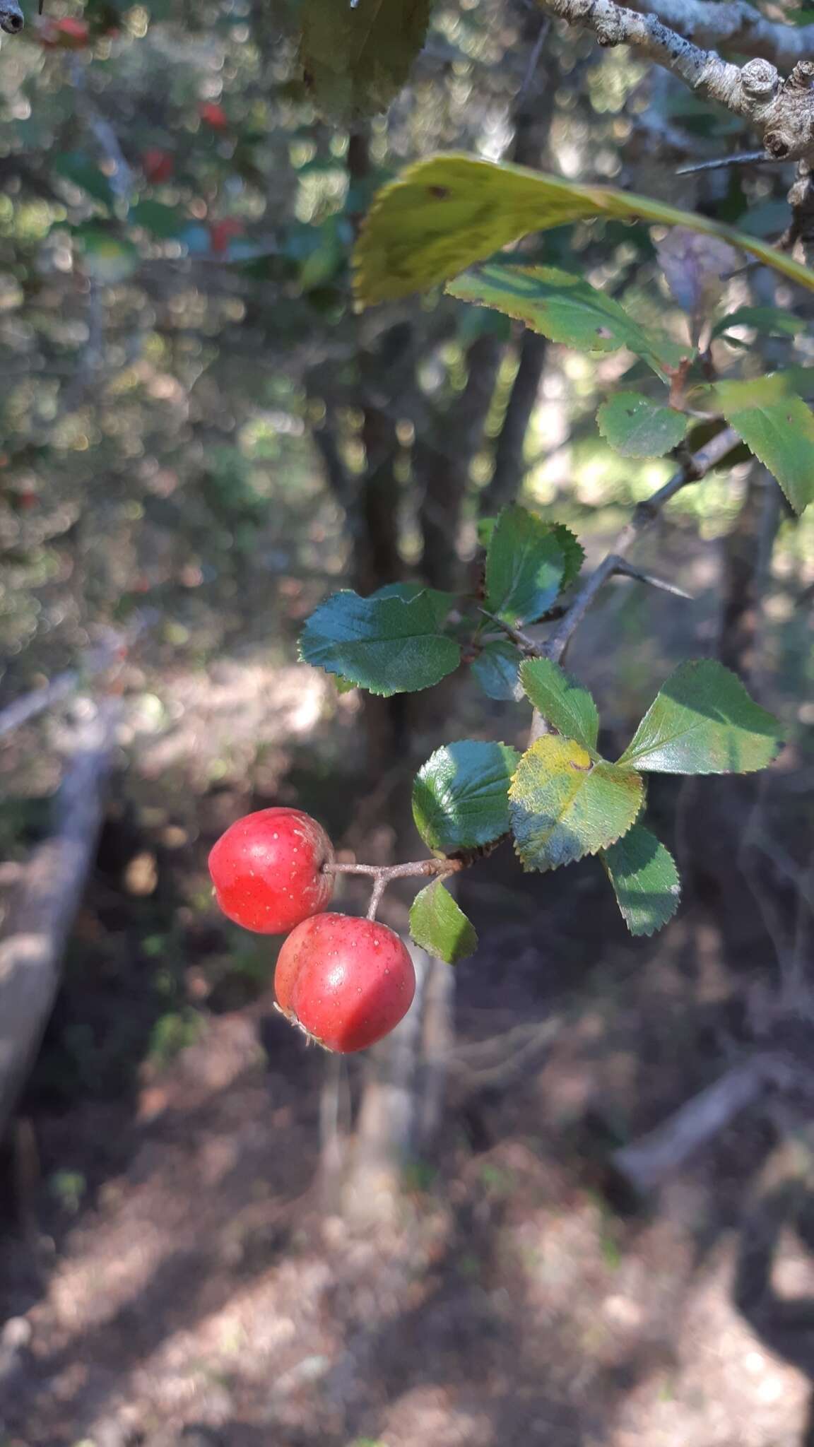 Image de Crataegus rosei Eggleston