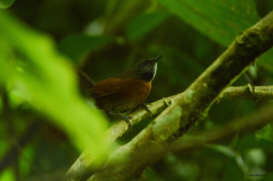 Image of Rufous-breasted Spinetail