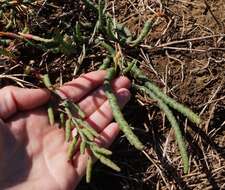 Image of Salicornia borysthenica N. N. Tzvelev