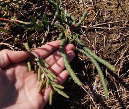 Слика од Salicornia borysthenica N. N. Tzvelev