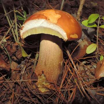 Image of Boletus subcaerulescens (E. A. Dick & Snell) Both, Bessette & A. R. Bessette 2000