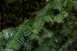 Image de Abies durangensis Martínez