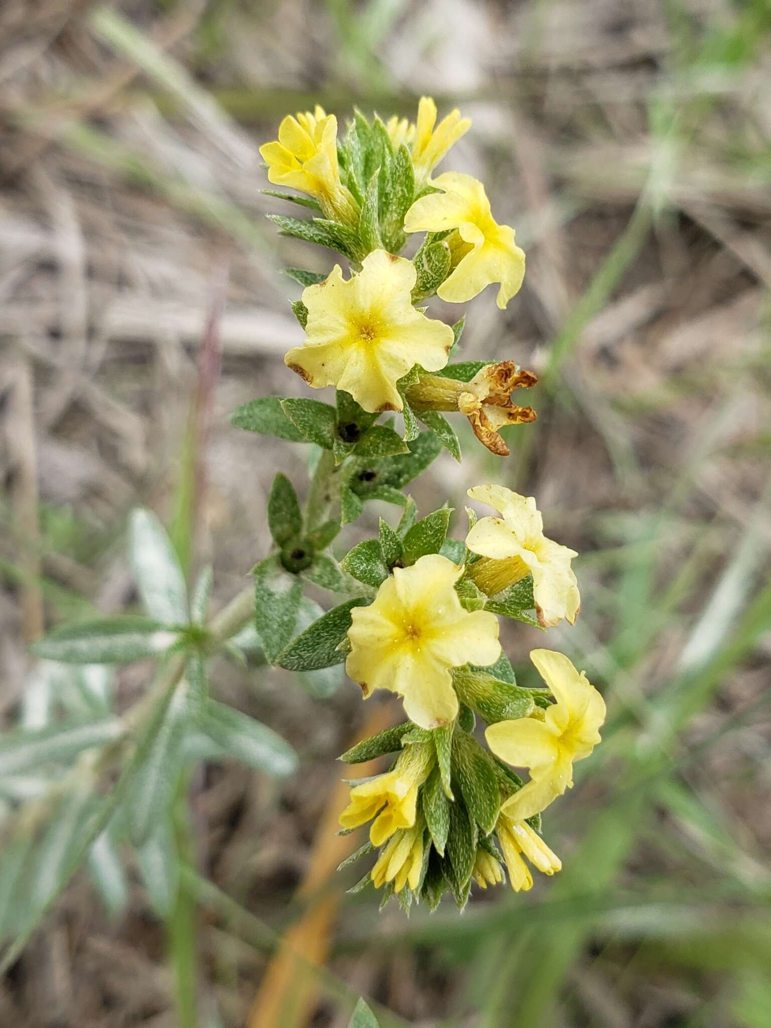 Image of Pineland Heliotrope