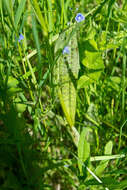 Image de Dactylorhiza sibirica Efimov