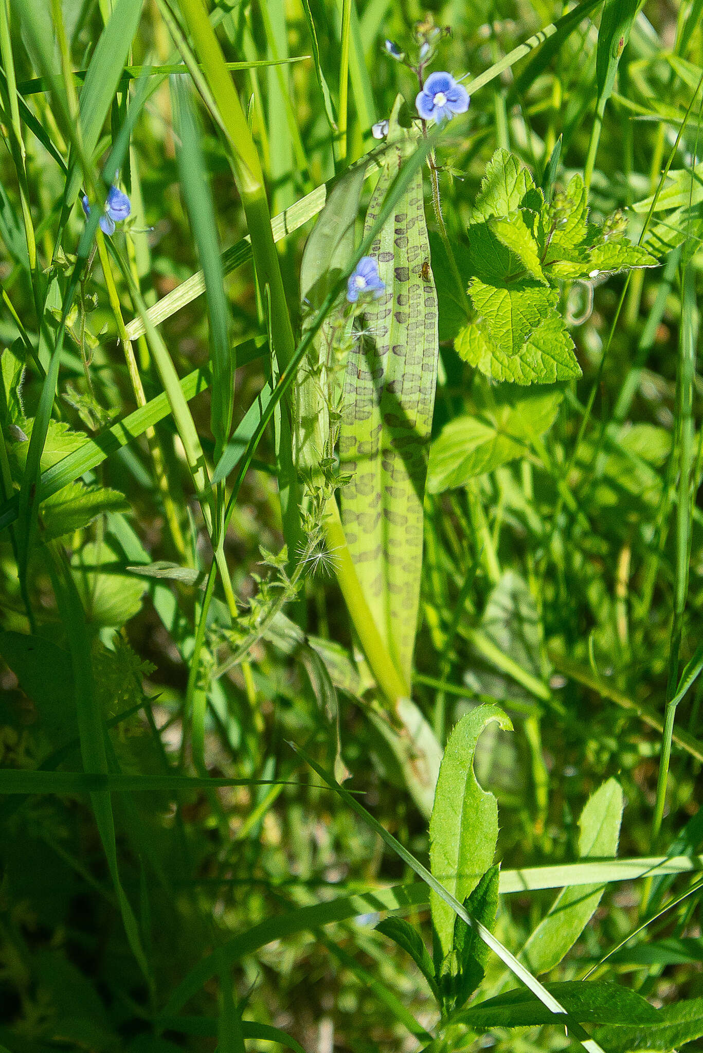 Image de Dactylorhiza sibirica Efimov