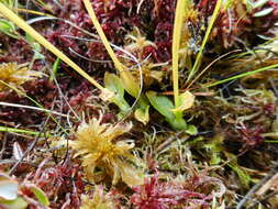 Image of Bog Orchid