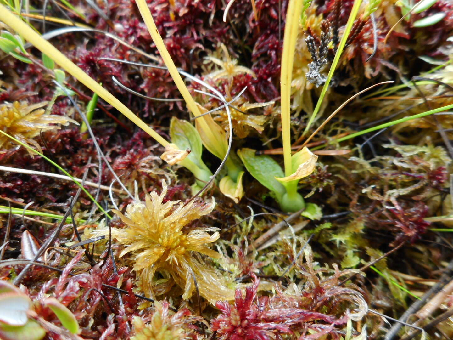 Image of Bog Orchid