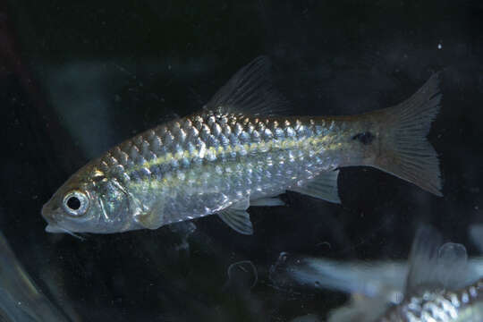 Image of Spotted barb