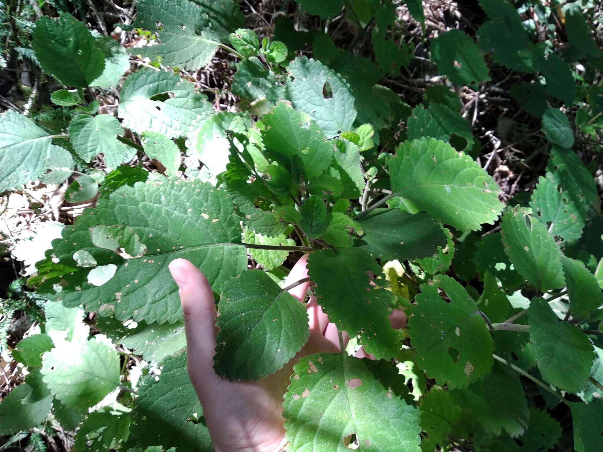 Слика од Plectranthus zuluensis T. Cooke