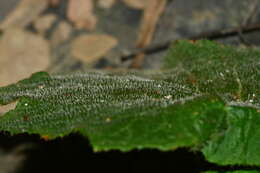 Image of Begonia austrotaiwanensis Y. K. Chen & C. I. Peng