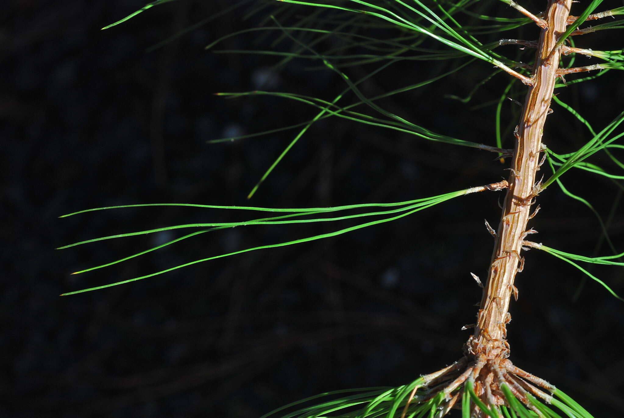 Image of Lawson's Pine