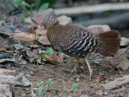 Image of Ceylon Junglefowl