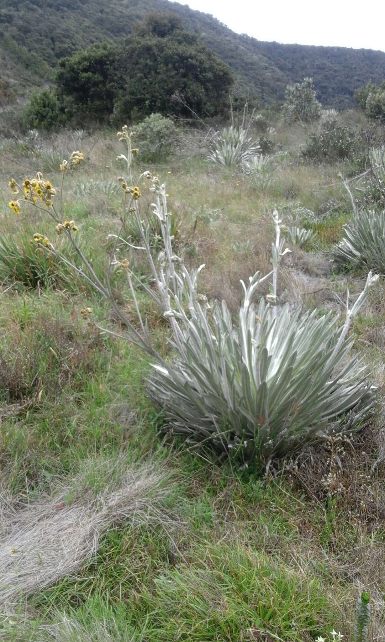 Image of Espeletia argentea Humb. & Bonpl.