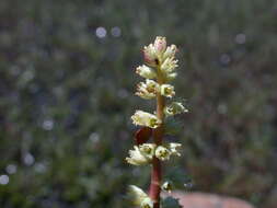 Image of candle heath