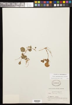 Image of <i>Viola guatemalensis</i> W. Becker