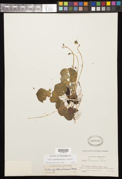 Image of <i>Viola guatemalensis</i> W. Becker