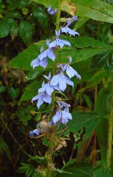 Image of southern lobelia